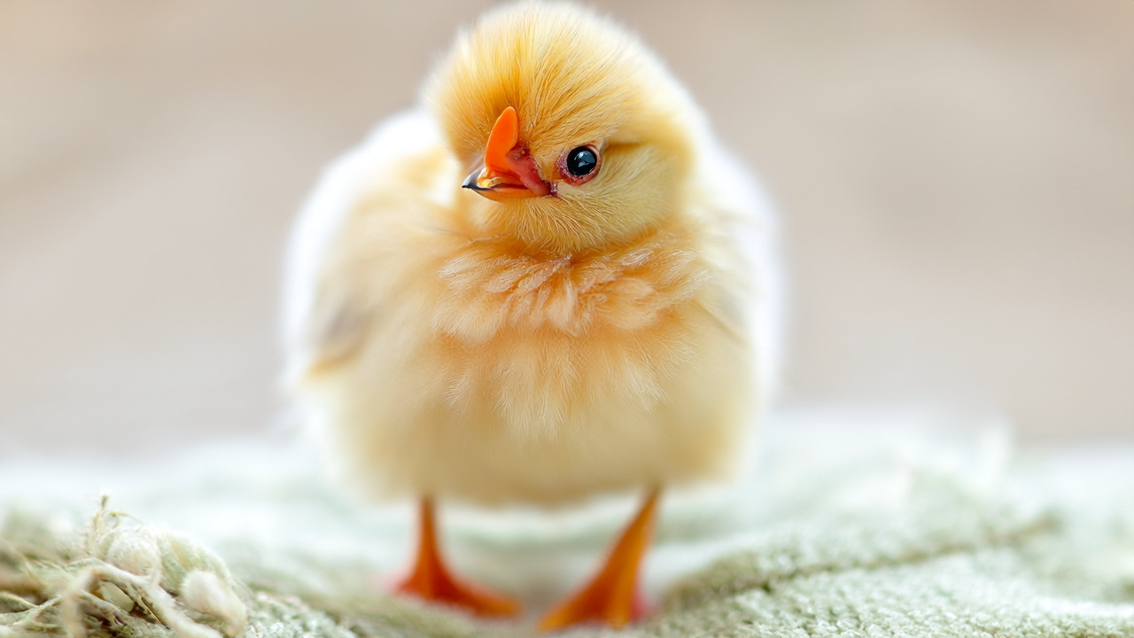 正面朝向的小鸡 正面朝向的小鸡